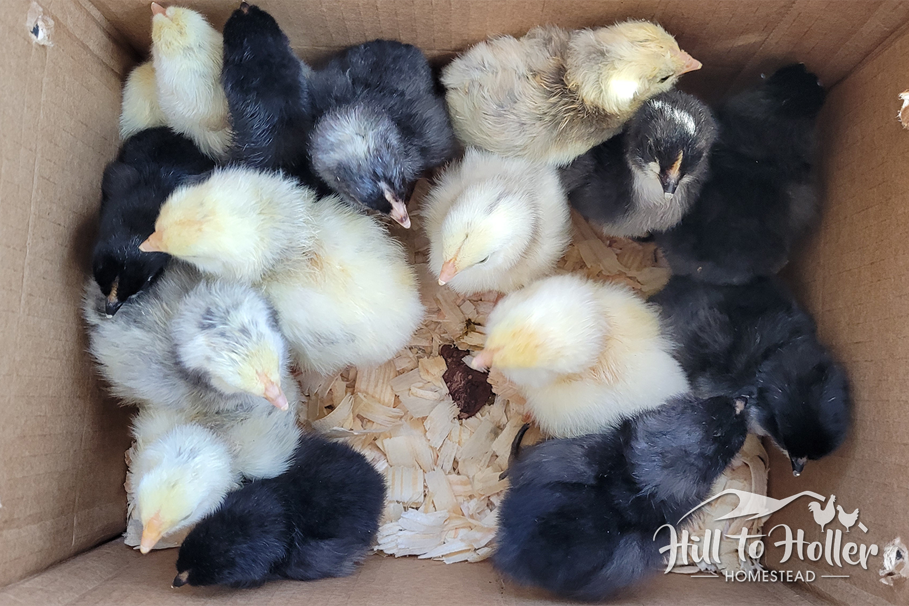 Available Chicks - 5/2/2023 - Hill to Holler Homestead