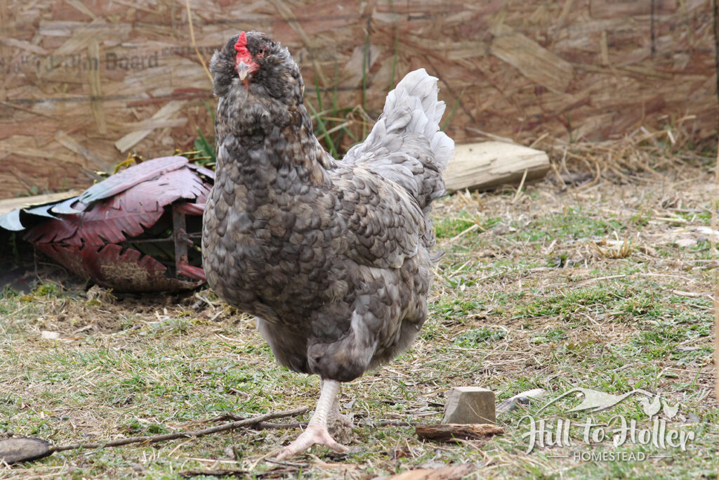 olive egger chicken hen facing camera