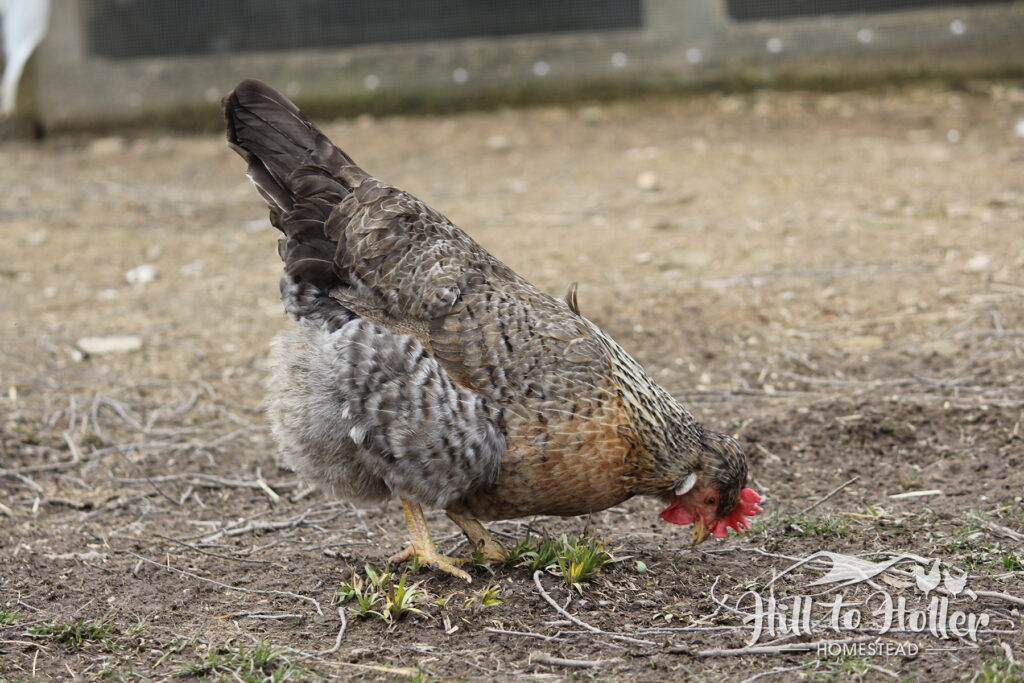 crested cream legbar hen pecking the ground