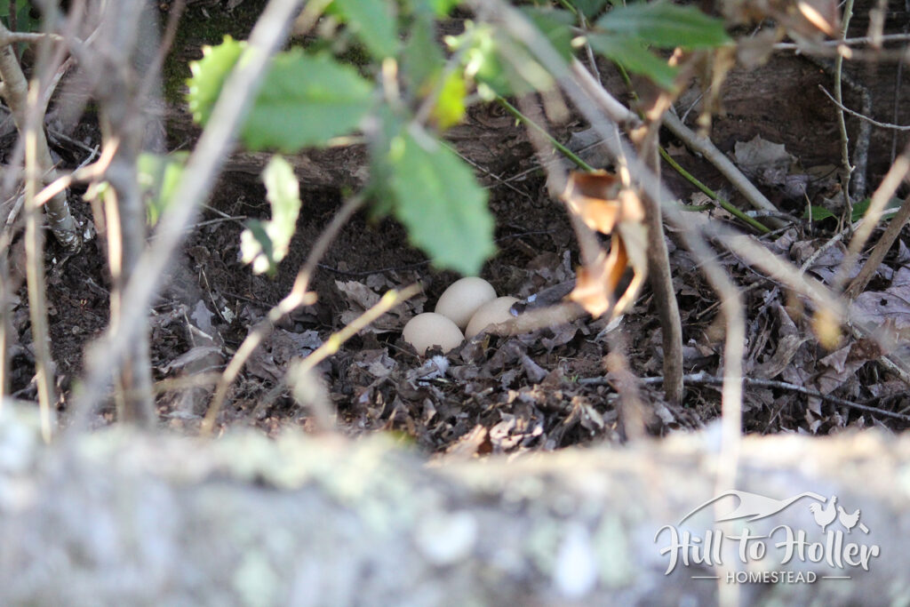 guinea guineafowl eggs in nest