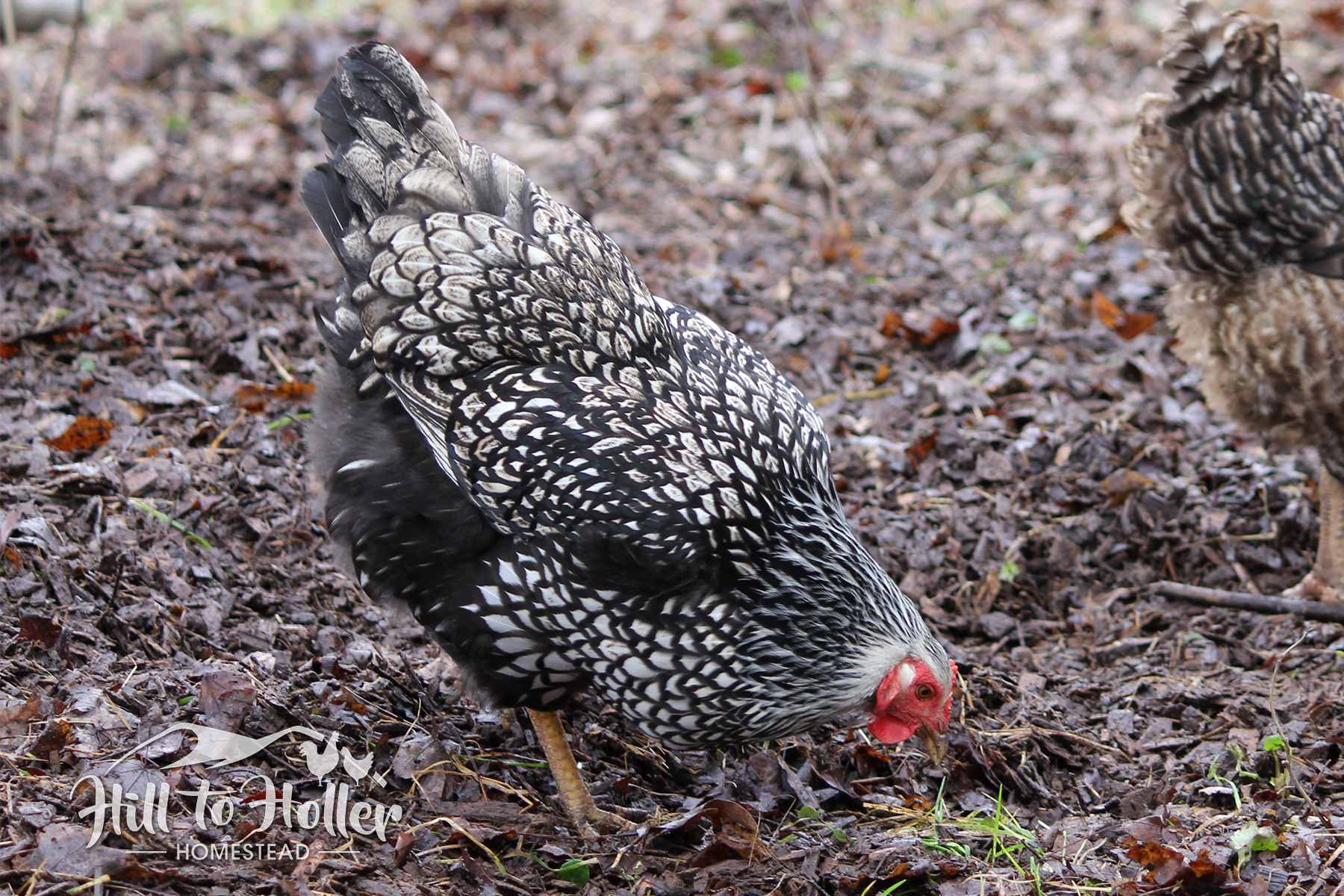 silver laced Wyandotte hen pecking the ground