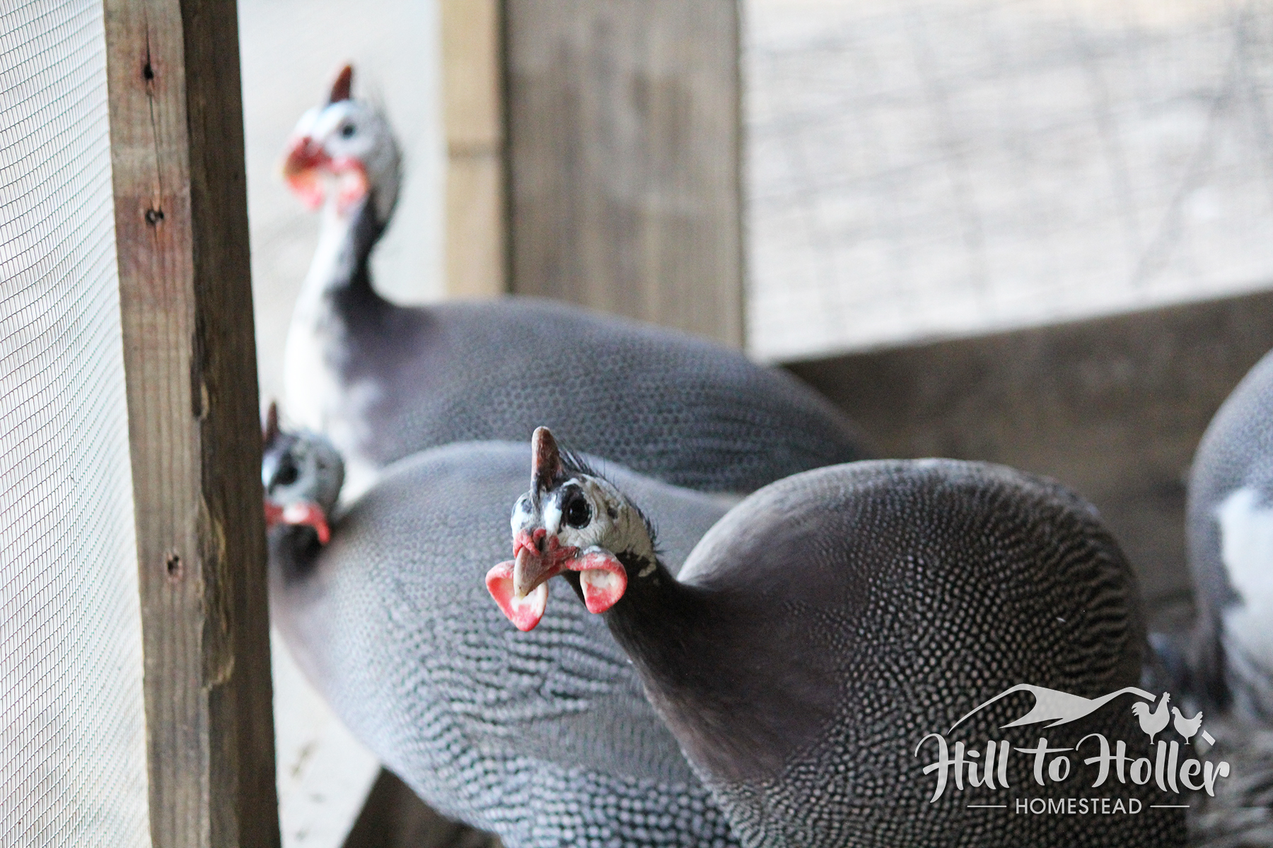 guineafowl looking out