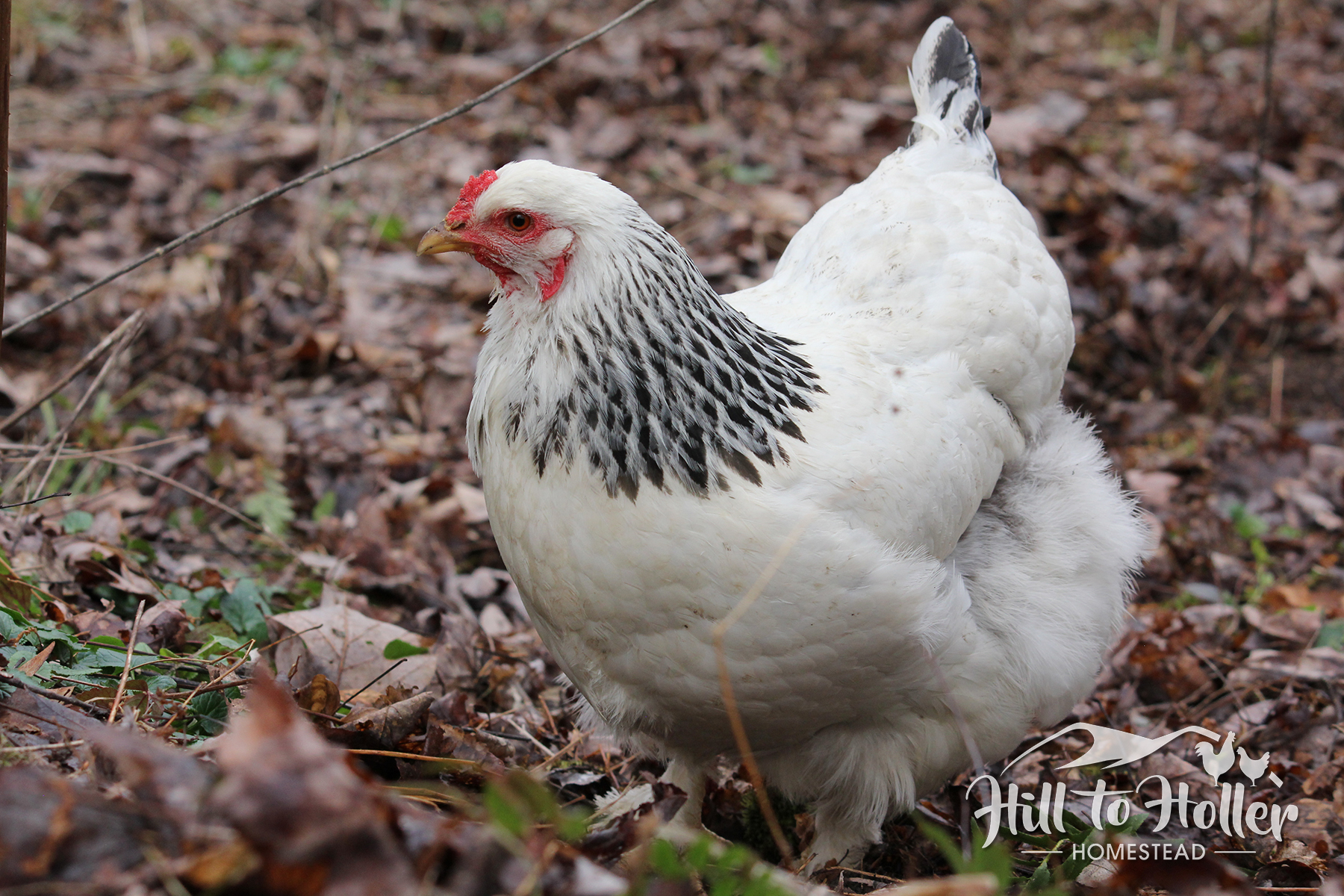Blue 12 Assorted Brahma chicken hatching eggs large fowl hens choice