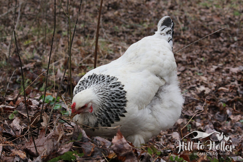 Bella, a plump light brahma chicken standing in leaves