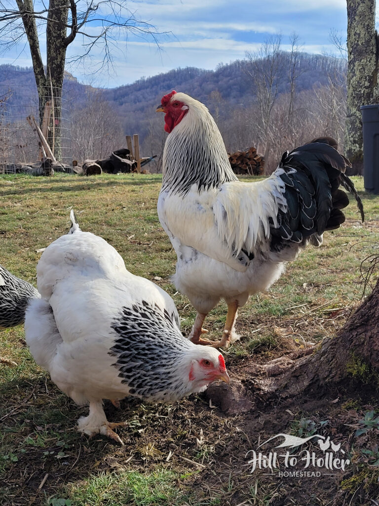 Bella, a plump light brahma chicken with her favorite rooster Troublemaker