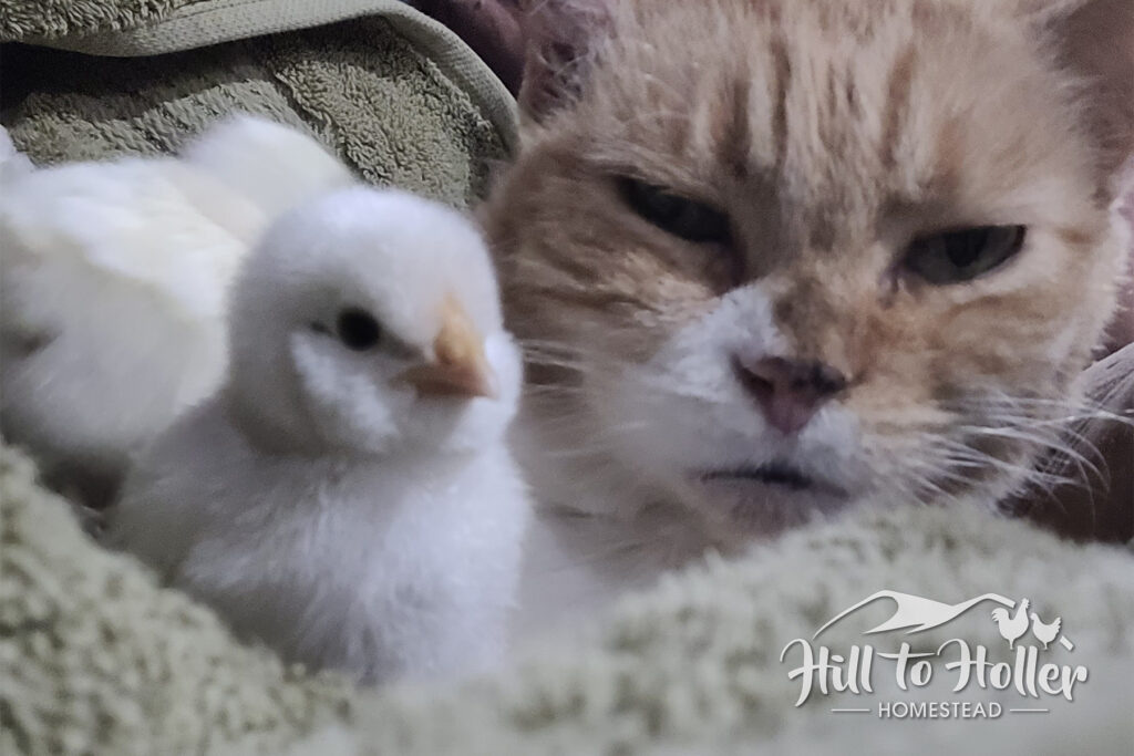 Leghorn Silkie Frizzle mix chick cuddling with cat