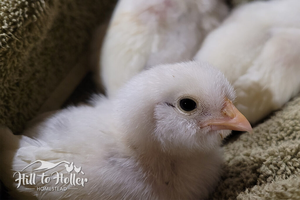 Leghorn Silkie Frizzle mix chick