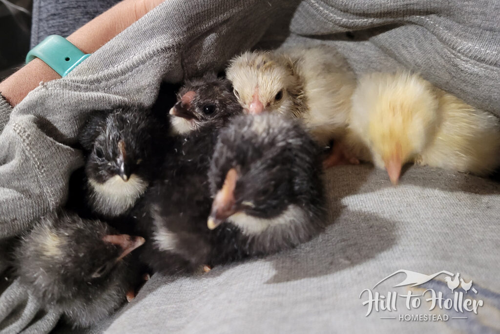 Loudmouth, a barred rooster, and his siblings as week old chicks