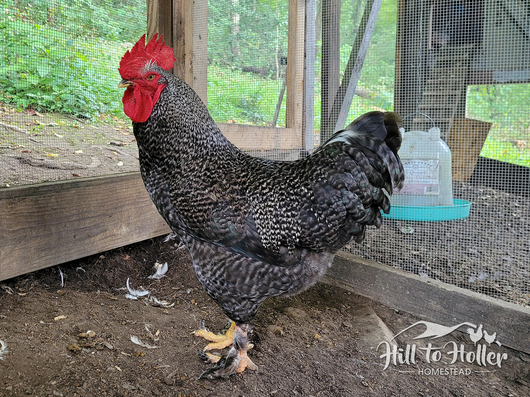 Loudmouth, a large barred rooster