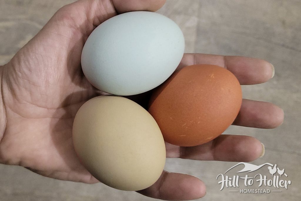 chicken hen colorful eggs