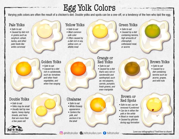 Hill to Holler information egg yolk color chart