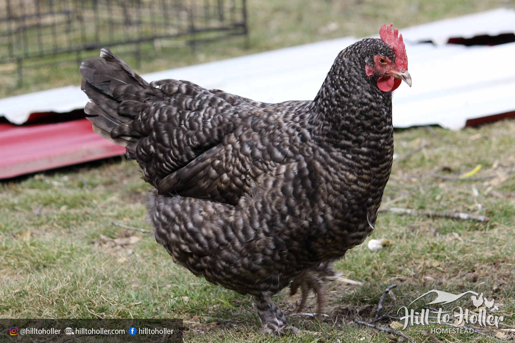 Martha cuckoo marans hen chicken