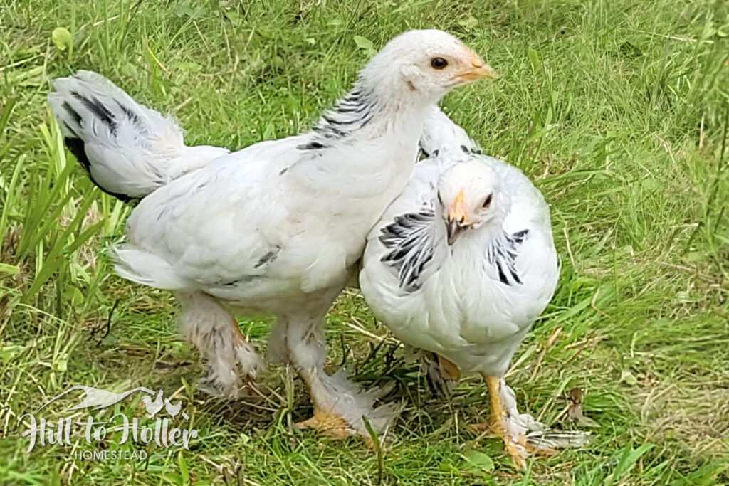 PeepPeep, a Light Brahma hen, as a small chick