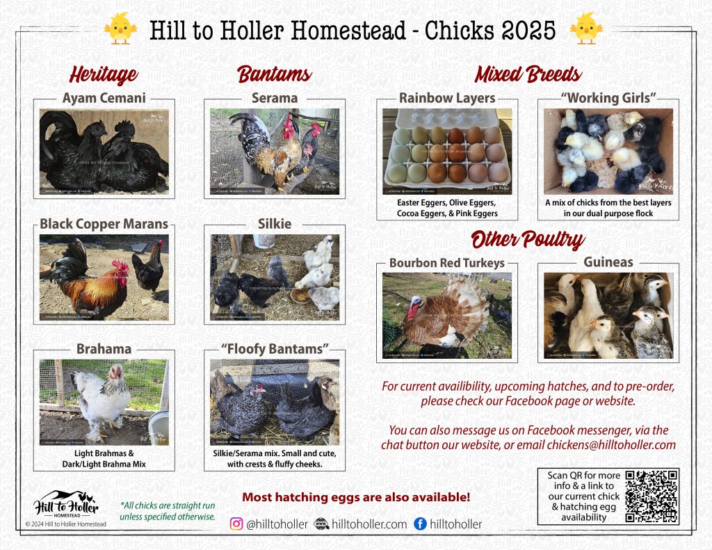 Hill to Holler Homestead 2025 Chick Breeds