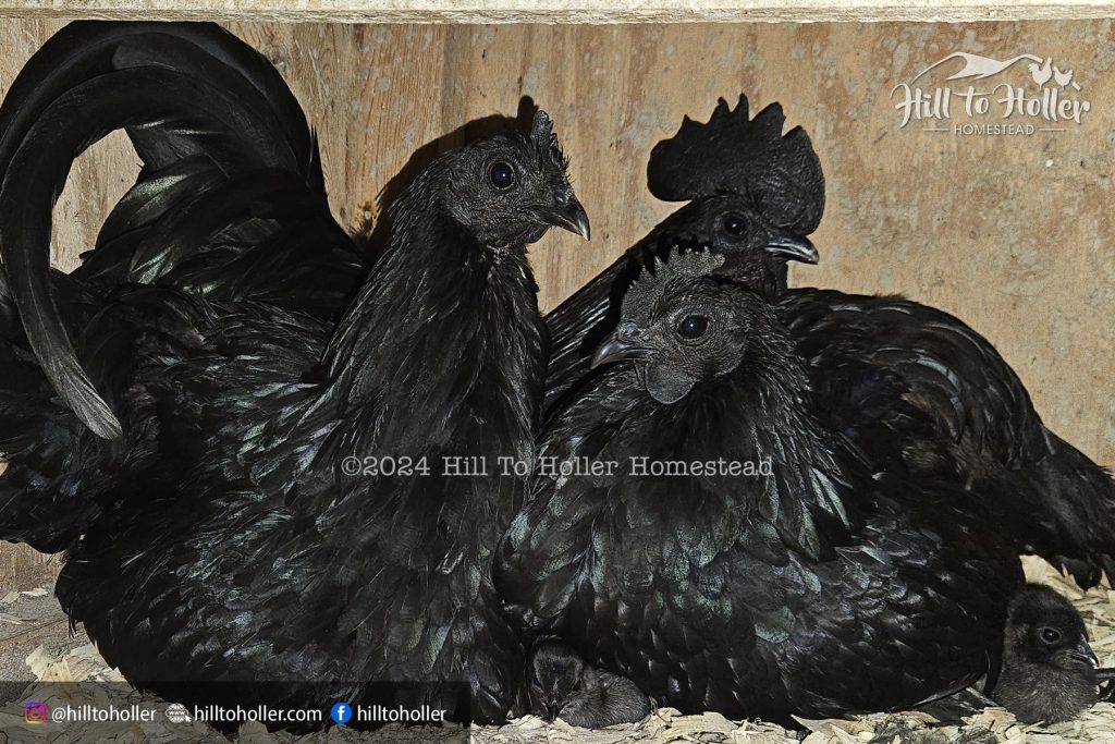 Ayam Cemani chickens, two hens, one rooster, baby chicks