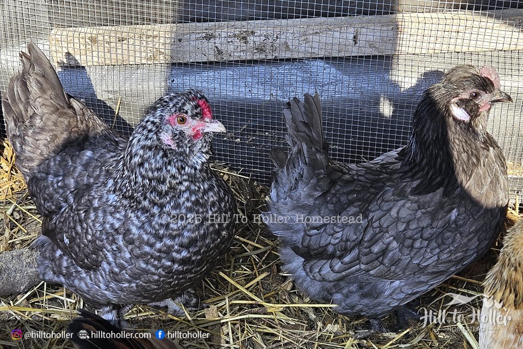 Floofy bantam silkie serama hen rooster chick