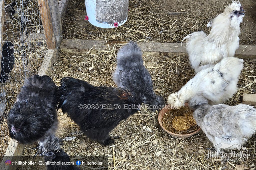 Silkie hen, rooster, chicks