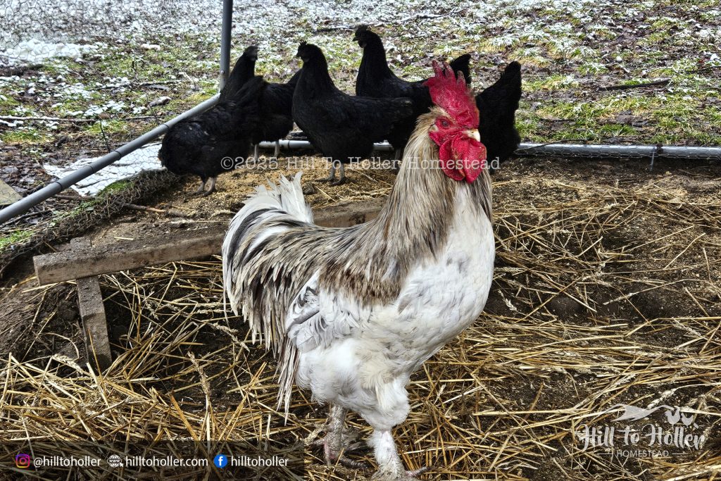 Splash Marans Rooster and Ayam Cemani Hens