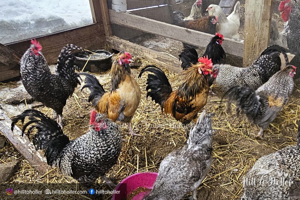 floofy bantam rooster silkie serama mix