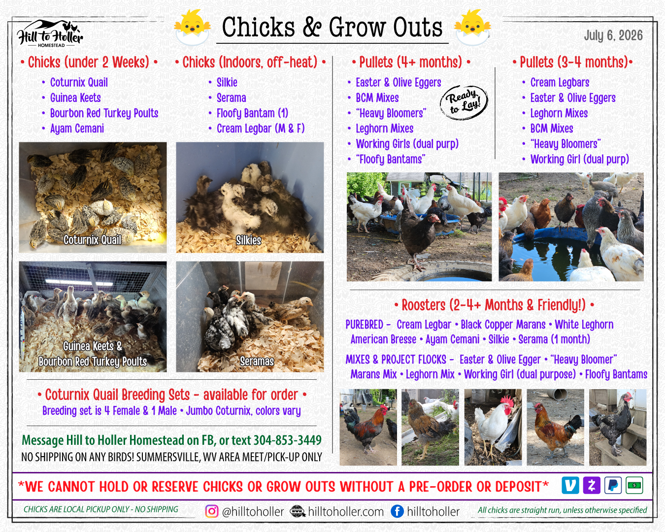 Hill to holler homestead current chicks and grow outs july 2026
