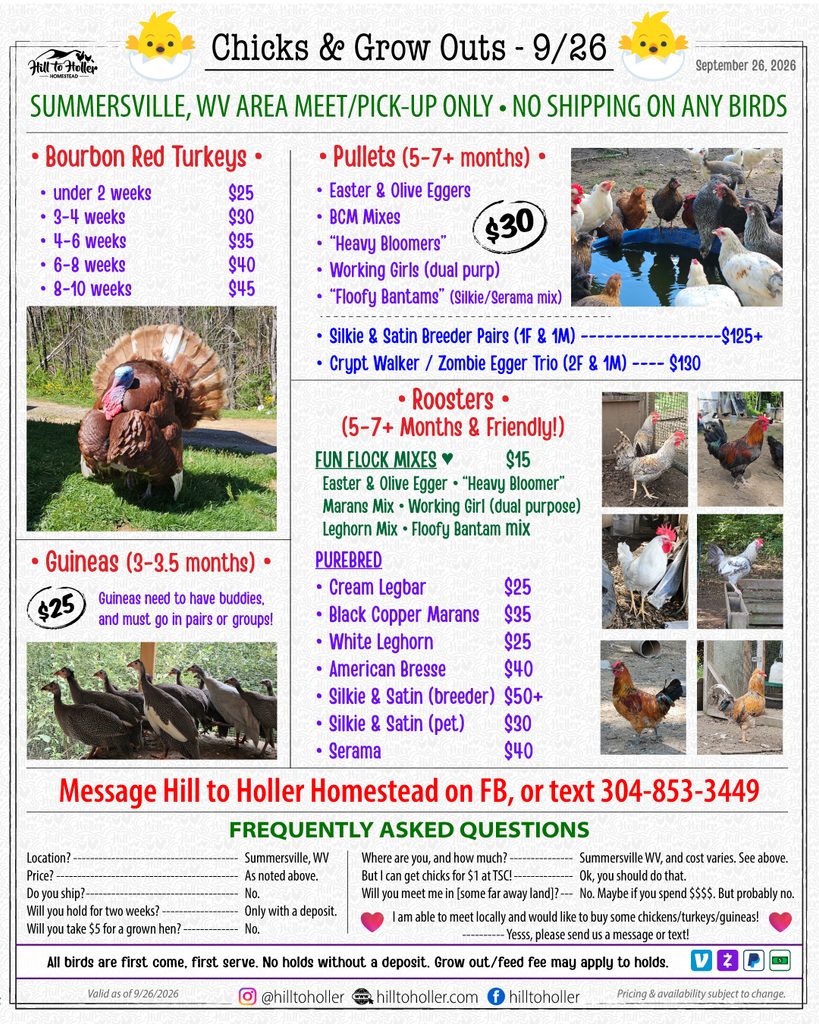 Chicks, pullets, poults, bourbon red turkey, grow outs, rooster, cream legbar, black copper marans, guinea, satin, silkie, leghorn